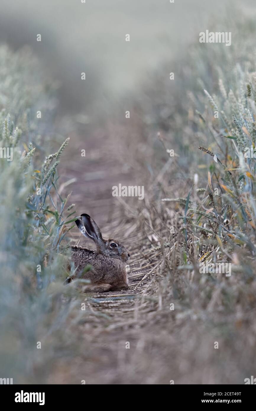 Lepre marrone / lepre europeo ( Lepus europaeus ) che giace in un campo di mais, riposante in una pista di trattore, fauna selvatica, Europa. Foto Stock