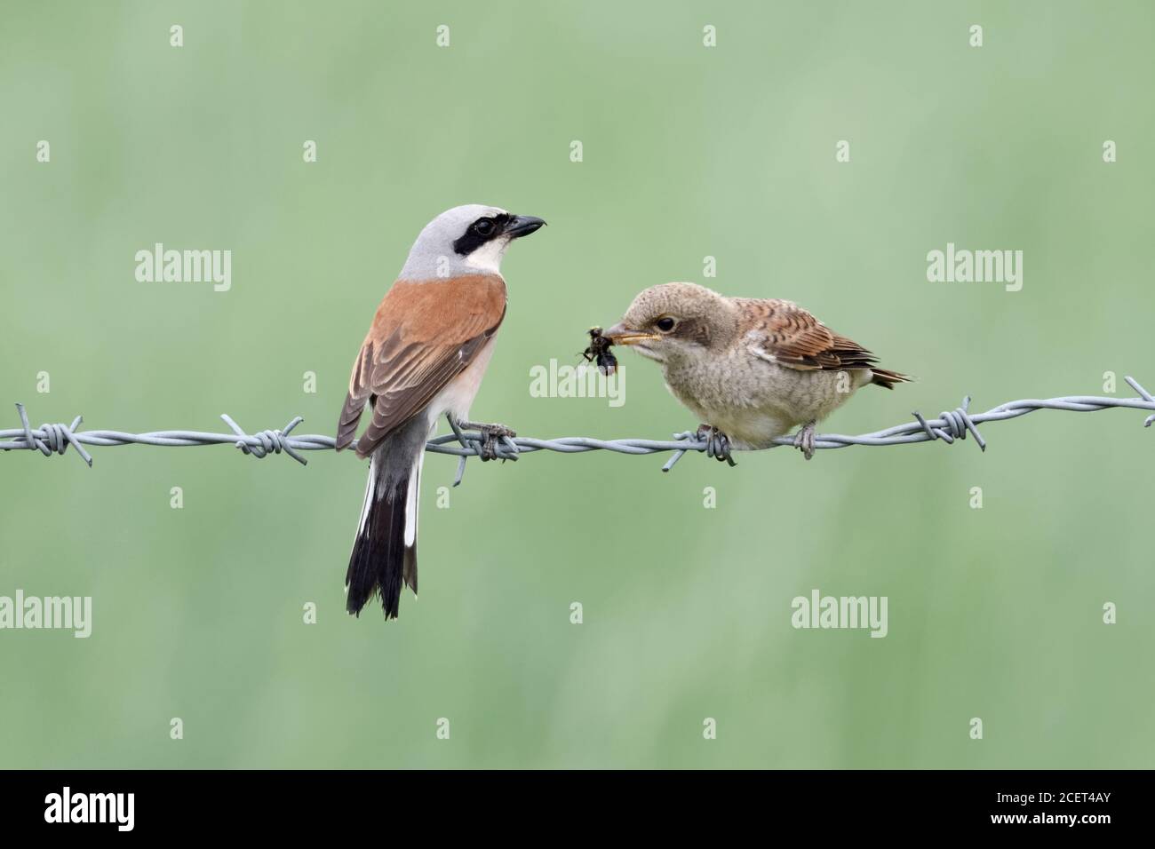 Shrikes ( Lanius collurio ), maschio che passa il cibo al pulcino volato, nutrendo giovani, curando la sua prole, la fauna selvatica, l'Europa. Foto Stock