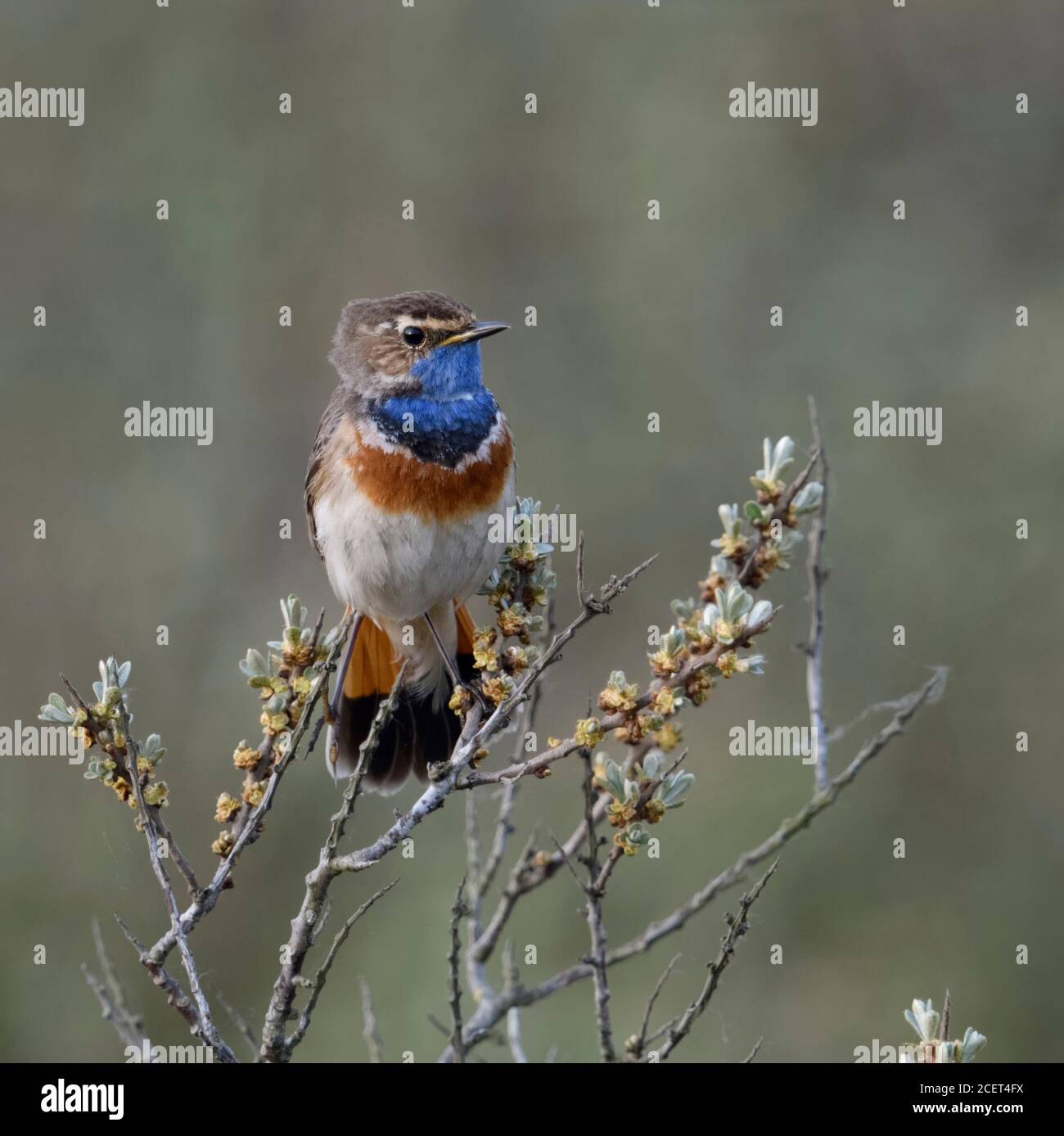 Pettazzurro / Blaukehlchen ( Luscinia svecica ) adulto bianco maschio maculato, appollaiato su seabuckthorn, guardare il comportamento territoriale, della fauna selvatica, l'Europa. Foto Stock