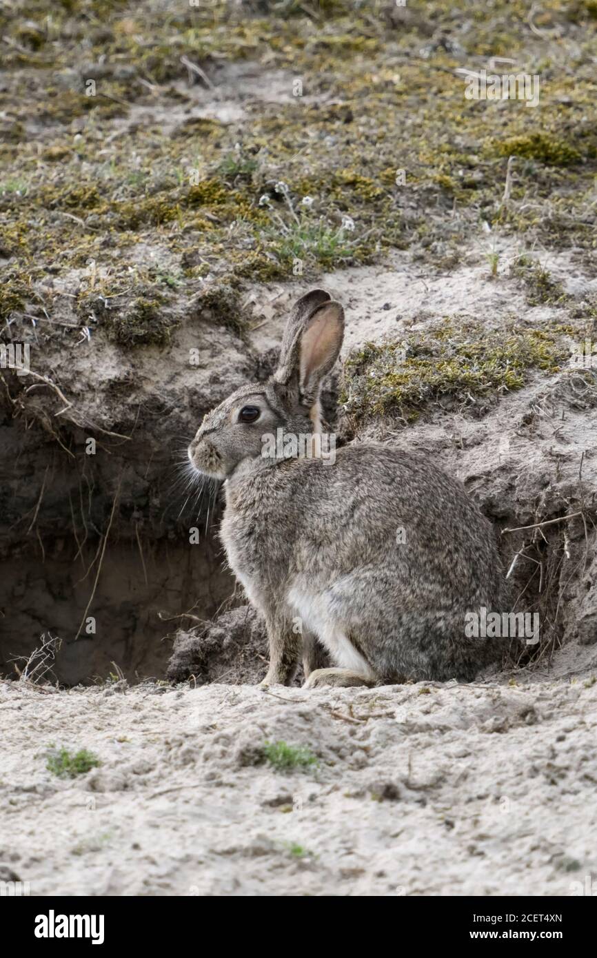 Coniglio europeo ( oryctolagus cuniculus ), adulto, seduta in font di coniglio burrow nelle dune, fauna selvatica, l'Europa. Foto Stock