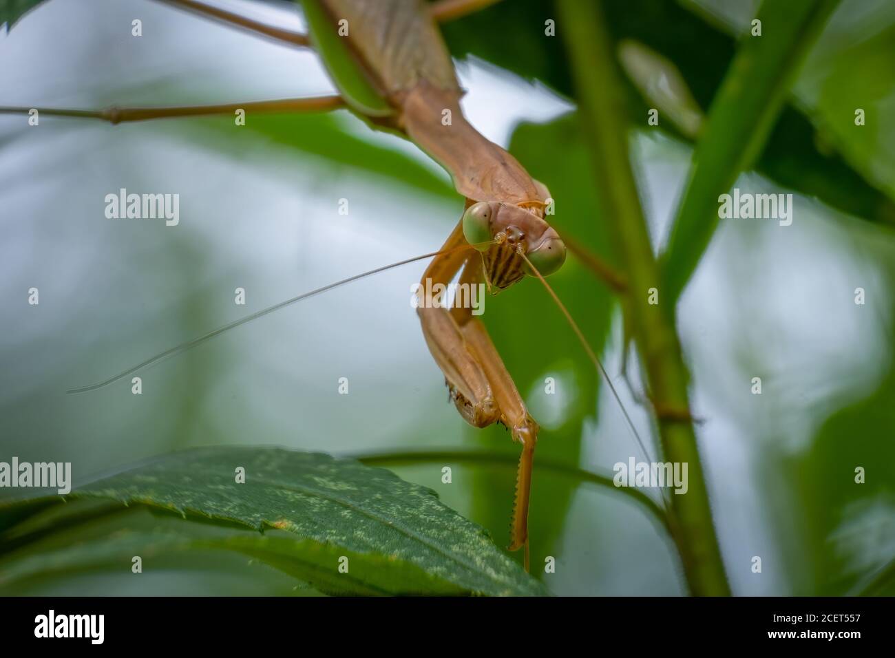 Un Mantis cinese attende pazientemente la preghiera senza piagare per vagare nel raggio d'azione. Foto Stock