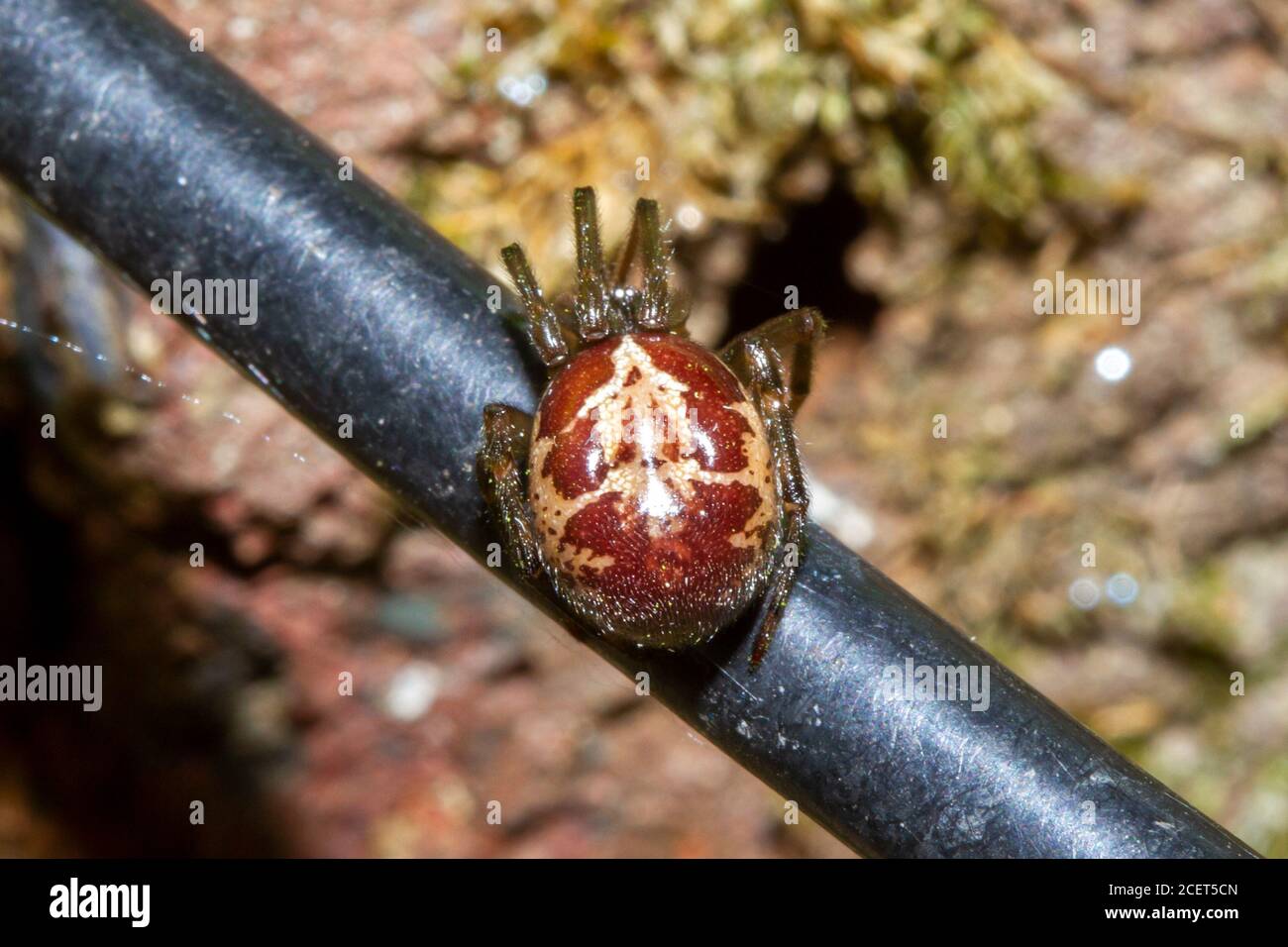 Nobile falsa vedova ragno (Steatoda nobilis) Sussex giardino, Regno Unito Foto Stock