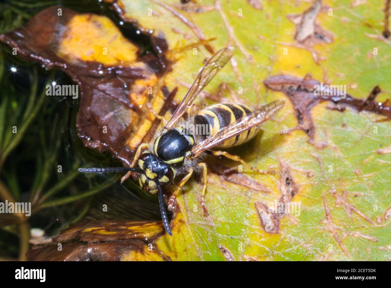 Vespa comune (Vespula vulgaris) bere acqua da uno stagno, Sussex giardino, Regno Unito Foto Stock