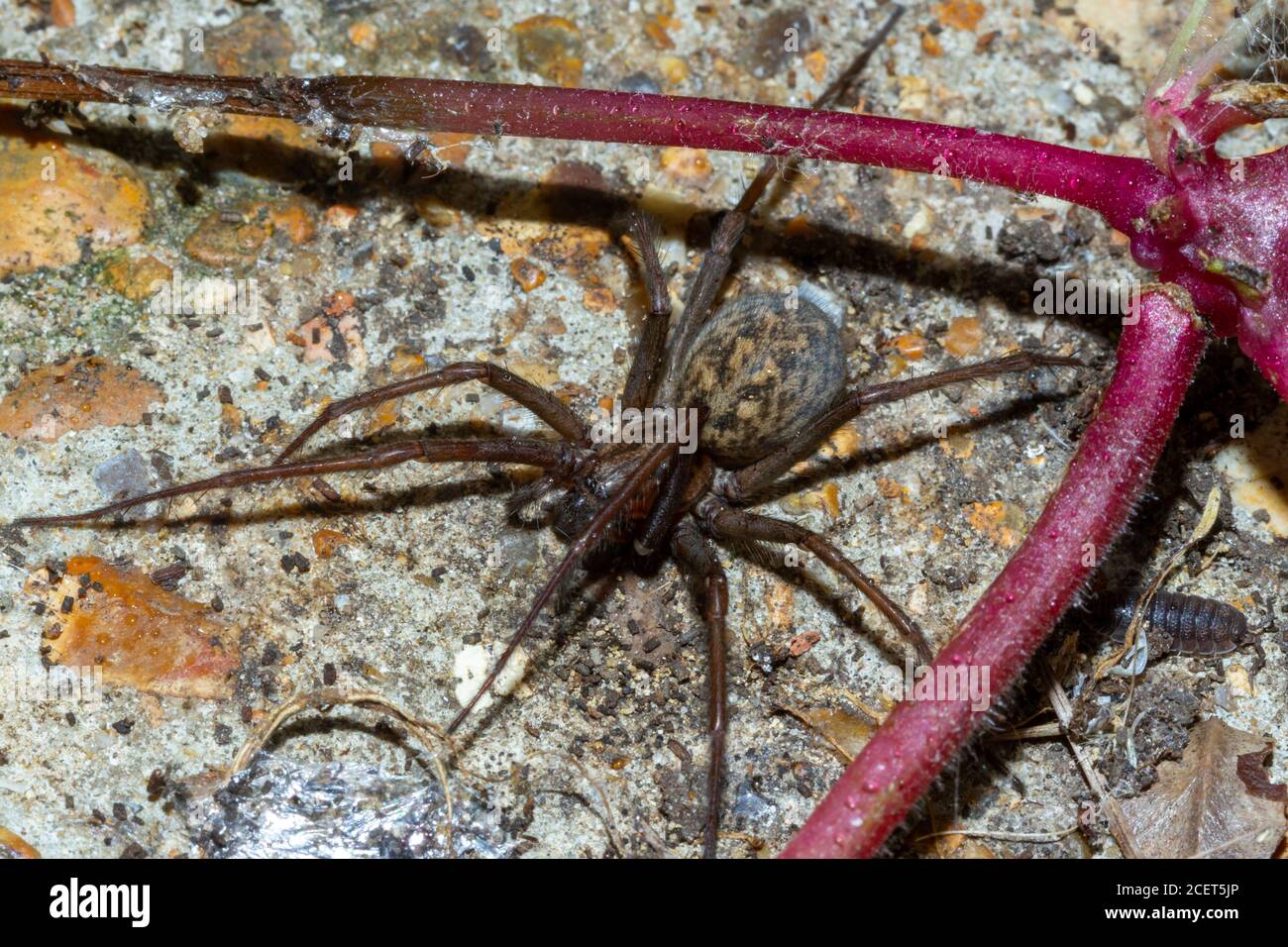 Gigantesco ragno di casa (Eratigena atrica) Sussex Garden, UK Foto Stock