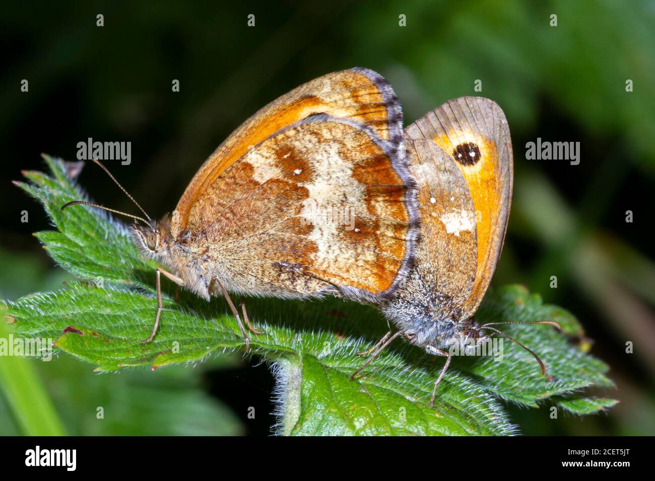 Mating Gatekeeper farfalle (Pironia tithonus) Sussex giardino, Regno Unito Foto Stock