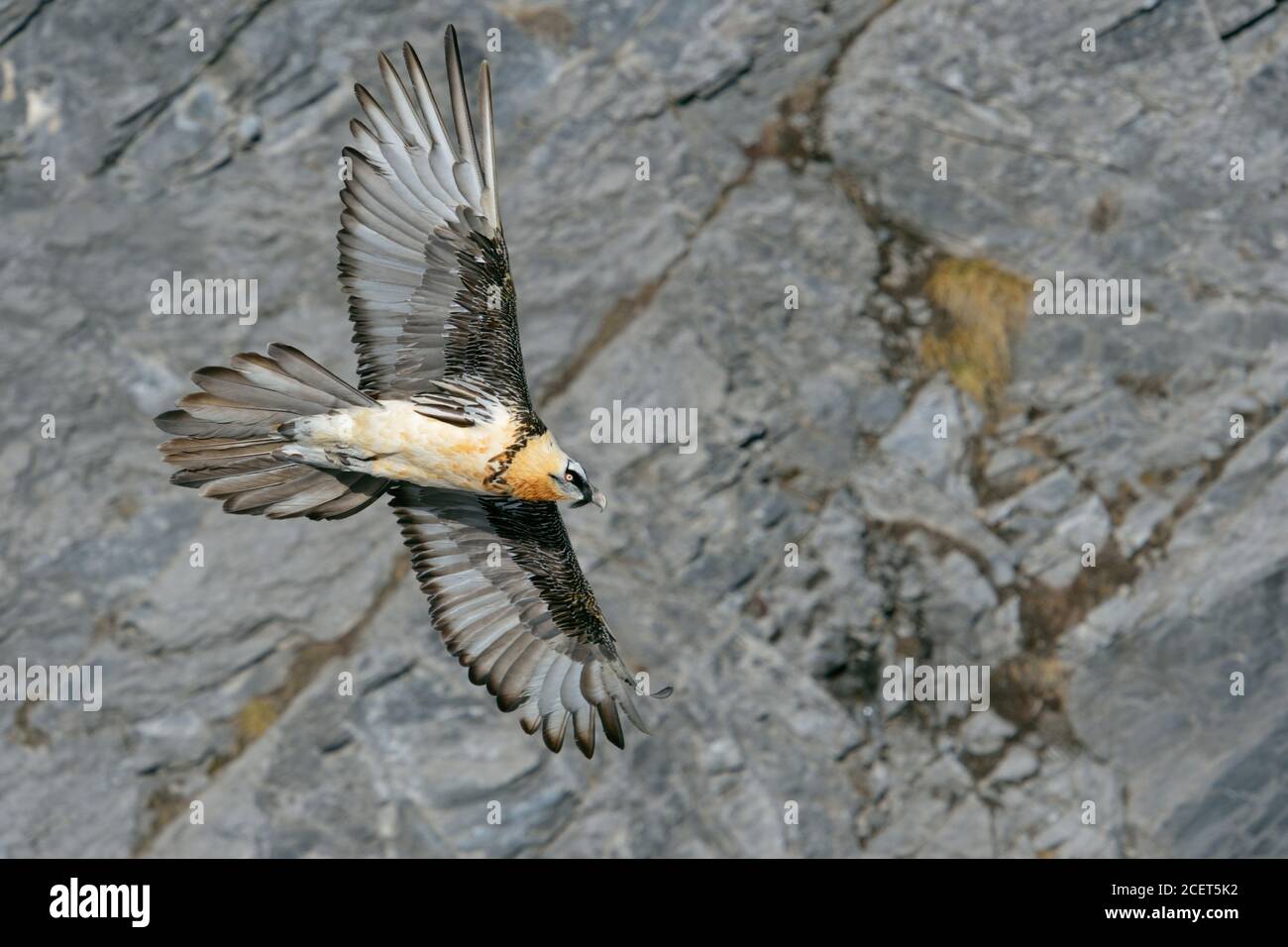 Vulture barbuto / Lammergeier ( Gipaetus barbatus ), ossifrage, in volo, volo, scivolando di fronte a una ripida scogliera di montagna, alpi svizzere, fauna selvatica. Foto Stock