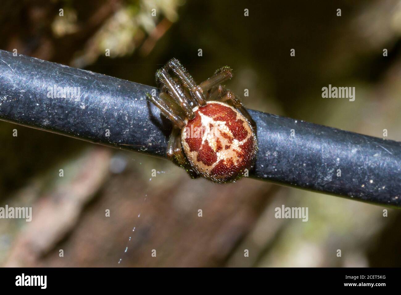 Nobile falsa vedova ragno (Steatoda nobilis) Sussex giardino, Regno Unito Foto Stock