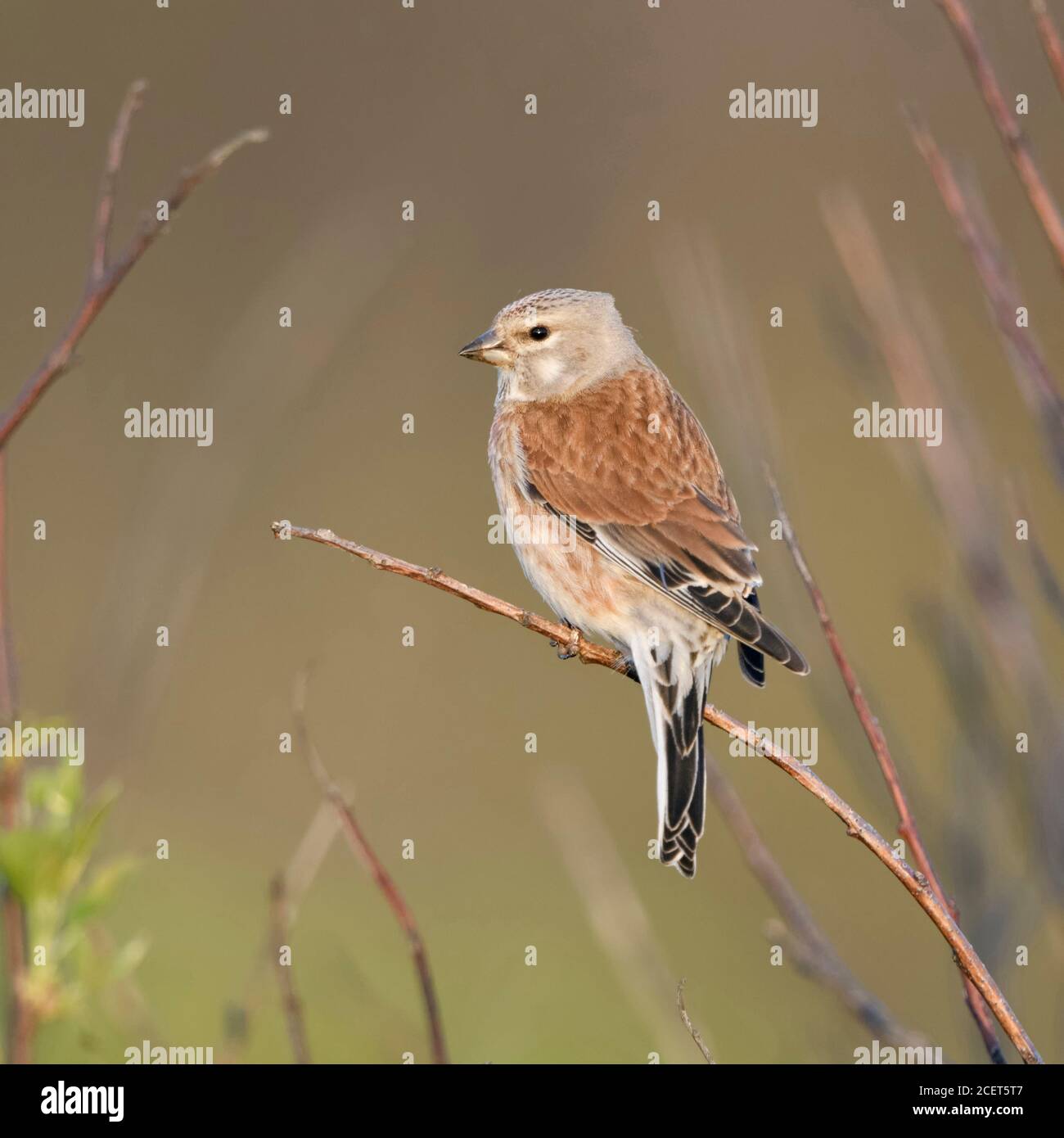 Comuni / Linnet Bluthänfling ( Carduelis cannabina ), uccello maschio in abito di allevamento, arroccato in buches, Nizza, vista dal retro, la molla, la fauna selvatica, l'Europa. Foto Stock