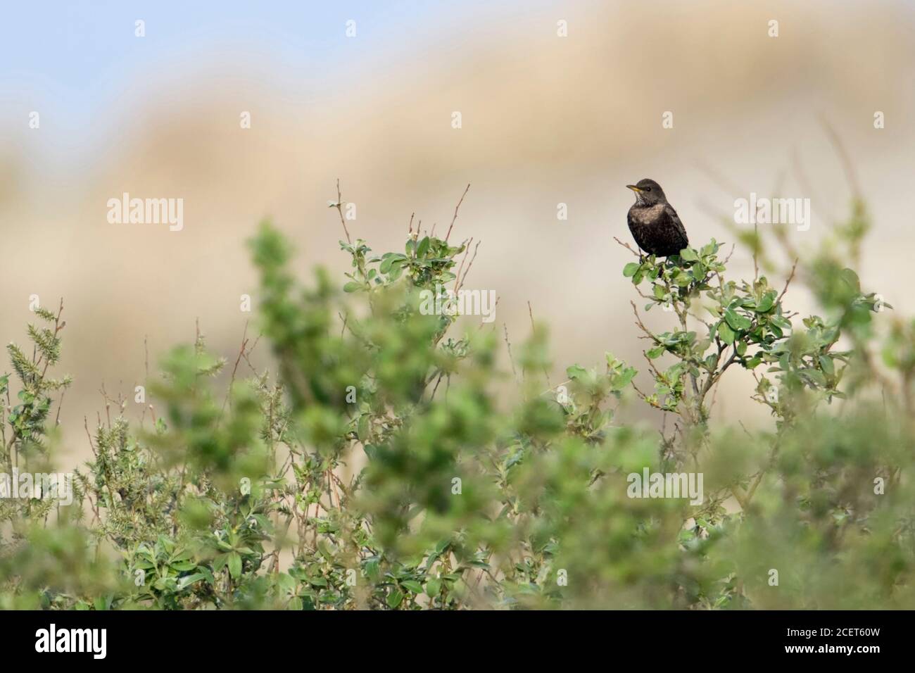 Merlo comune / Amsel ( Turdus merula ), femmina marrone sulla distanza, arroccato sulla cima di alcune boccole nelle dune, guardare la fauna selvatica, l'Europa. Foto Stock