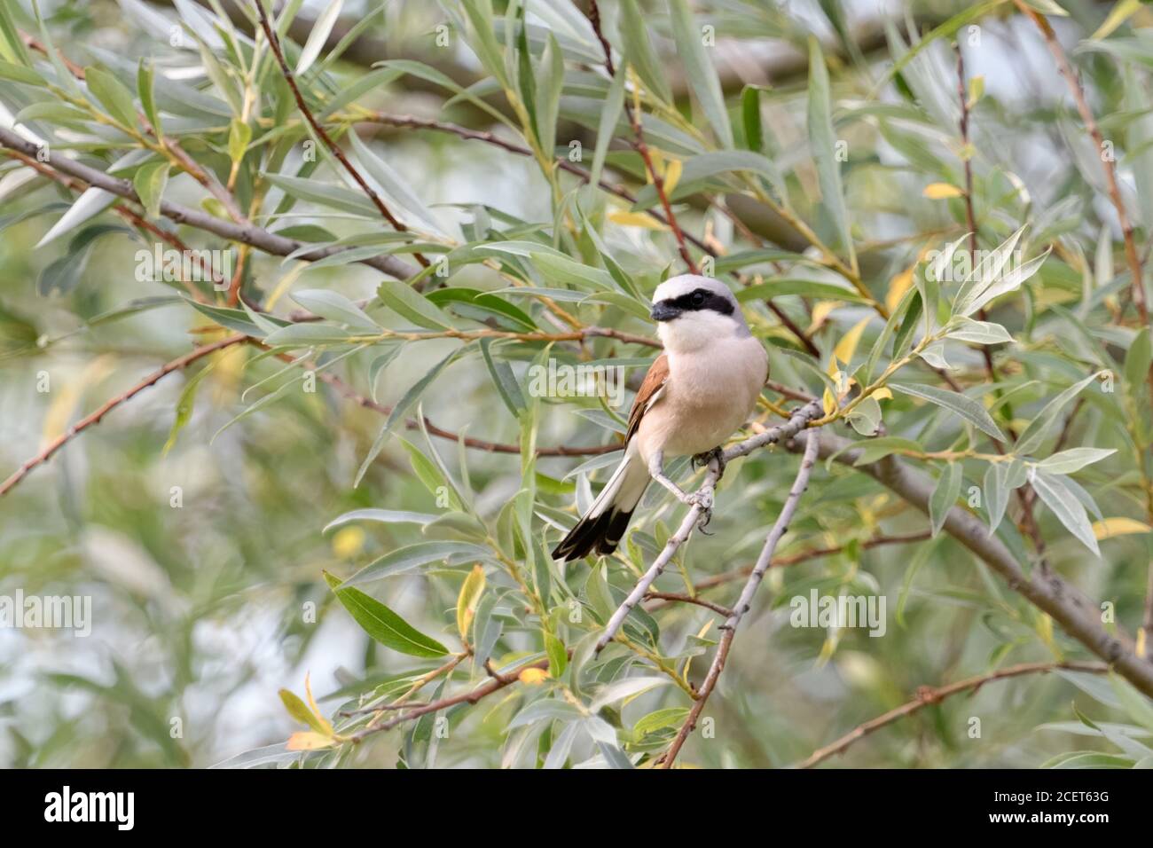 Shrike ( Lanius collurio ), maschio in bel vestito da riproduzione, arroccato in un salice, fauna selvatica, Europa. Foto Stock