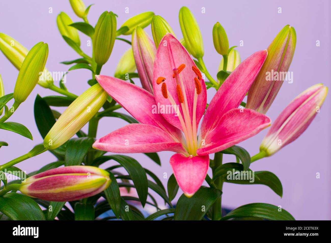 bellissimi fiori di giglio rosa - fiori e gemme Foto Stock