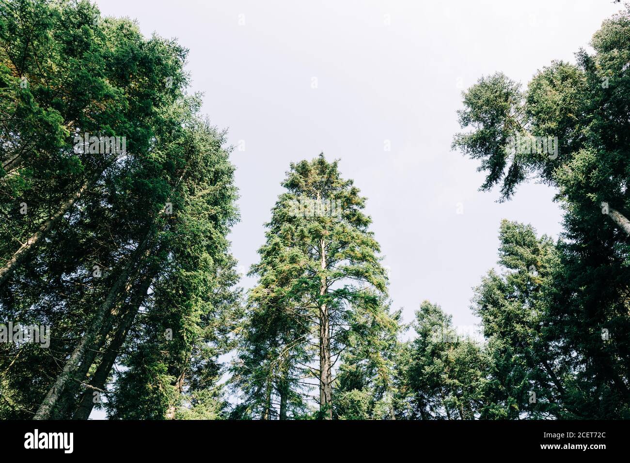 Cime di pino nella foresta di montagna Foto Stock