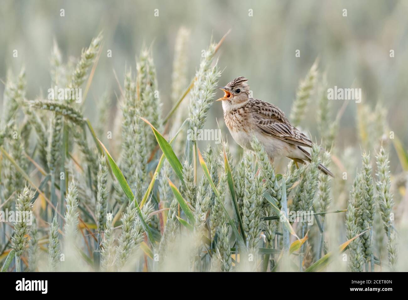 Eurasian Skylark ( Alauda arvensis ) arroccato in un campo di grano, cantando su raccolti di grano, cresta rialzata, uccello di terreni agricoli aperti, fauna selvatica, Europa. Foto Stock