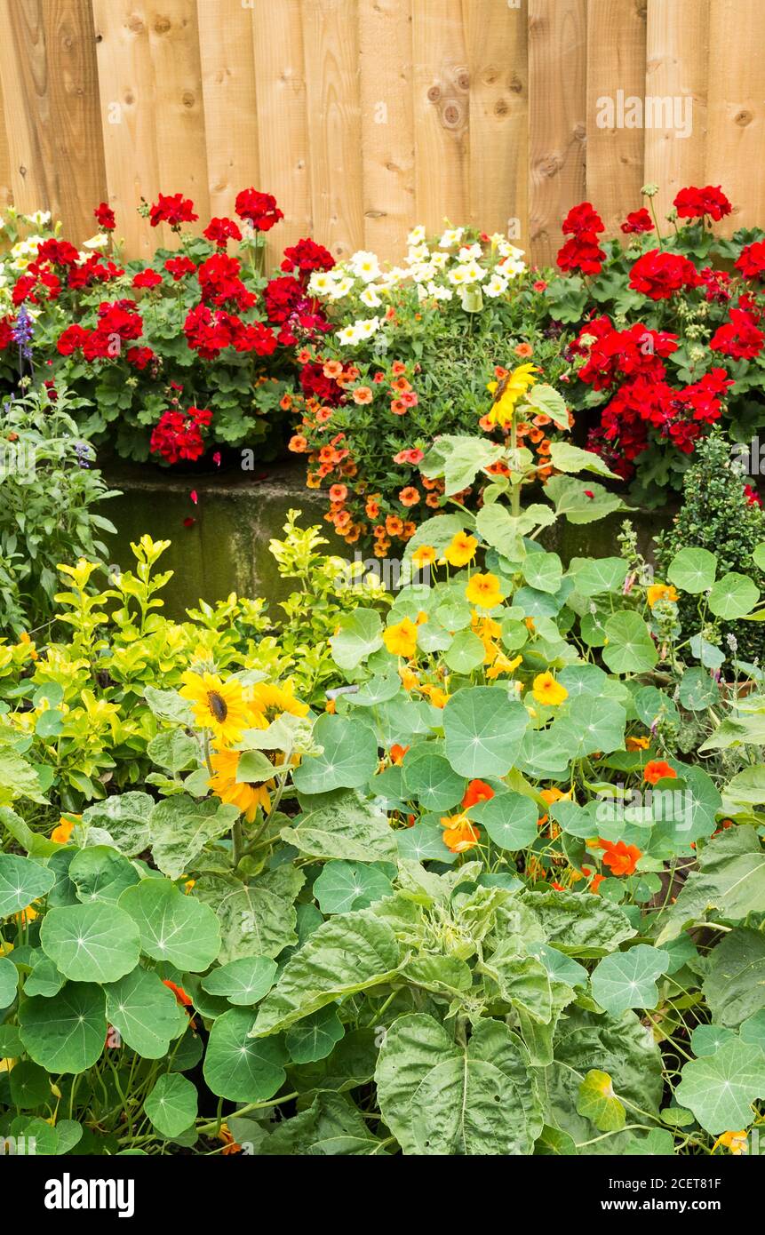 I nasturtiums dominano questo piccolo giardino floreale in un angolo stretto vicino ad un supermercato piantato e mantenuto dallo sforzo del personale a. mostra un contributo amichevole per le api Foto Stock