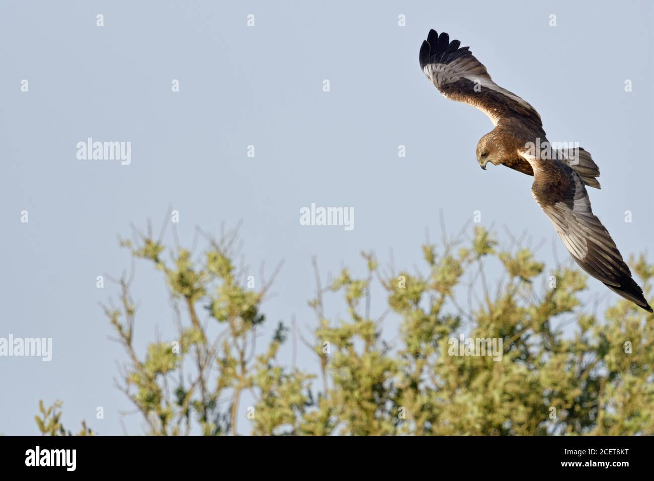 Western Marsh Harrier / Rohrweihe ( Circus aeruginosus ), maschio adulto, volare, caccia volo, guardando la preda, la fauna selvatica, l'Europa. Foto Stock