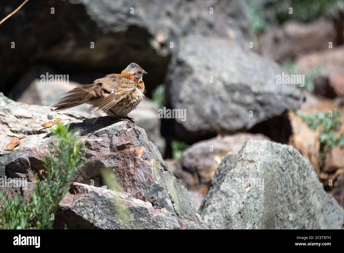 Bell'uccello marrone sulle rocce Foto Stock