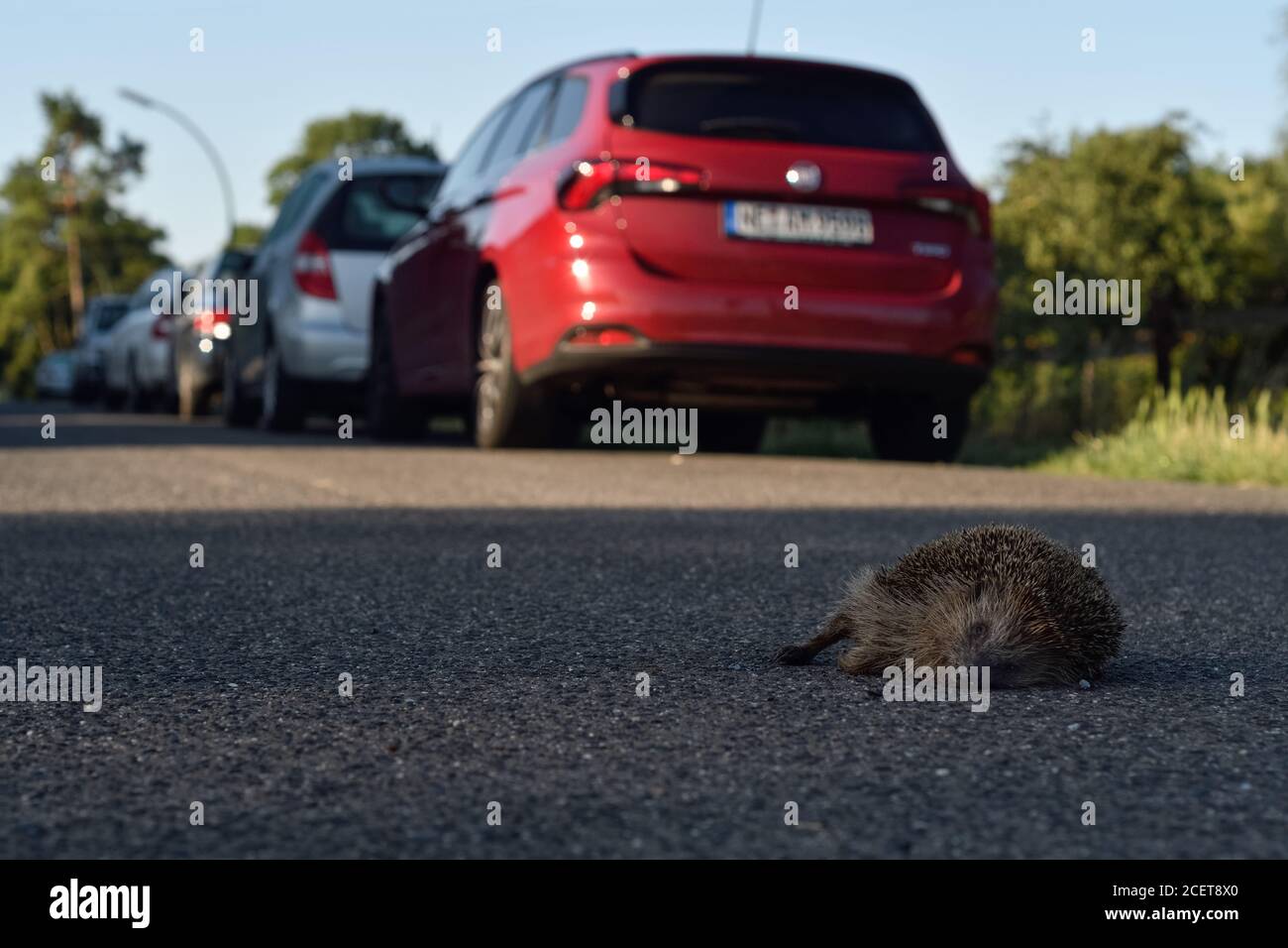 Hedgehog ( Erinaceus europaeus ), morto, colpito in auto, schiacciato sulla strada, uccisione di strada, in pericolo, percorso dal traffico stradale, fauna selvatica, Europa. Foto Stock