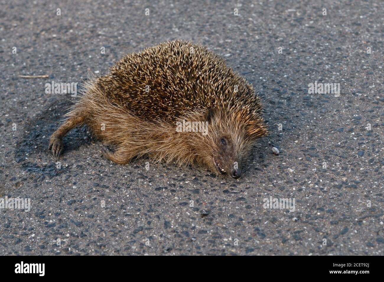 Dead Hedgehog ( Erinaceus europaeus ), schiacciato sulla strada, uccisione stradale, in pericolo, percorso dal traffico stradale, colpito da una macchina, fauna selvatica, Europa. Foto Stock