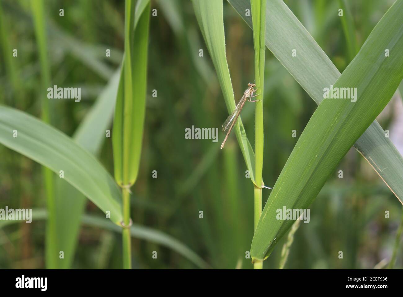 Bianco-damselfly zampe Foto Stock