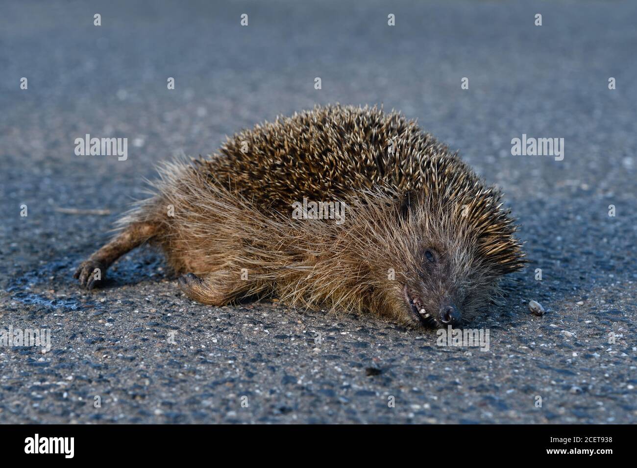 Hedgehog ( Erinaceus europaeus ), morto , vittima di traffico, schiacciato sulla strada, uccisione di strada, in pericolo, percorso dal traffico stradale, colpito da un'automobile, fauna selvatica, Foto Stock