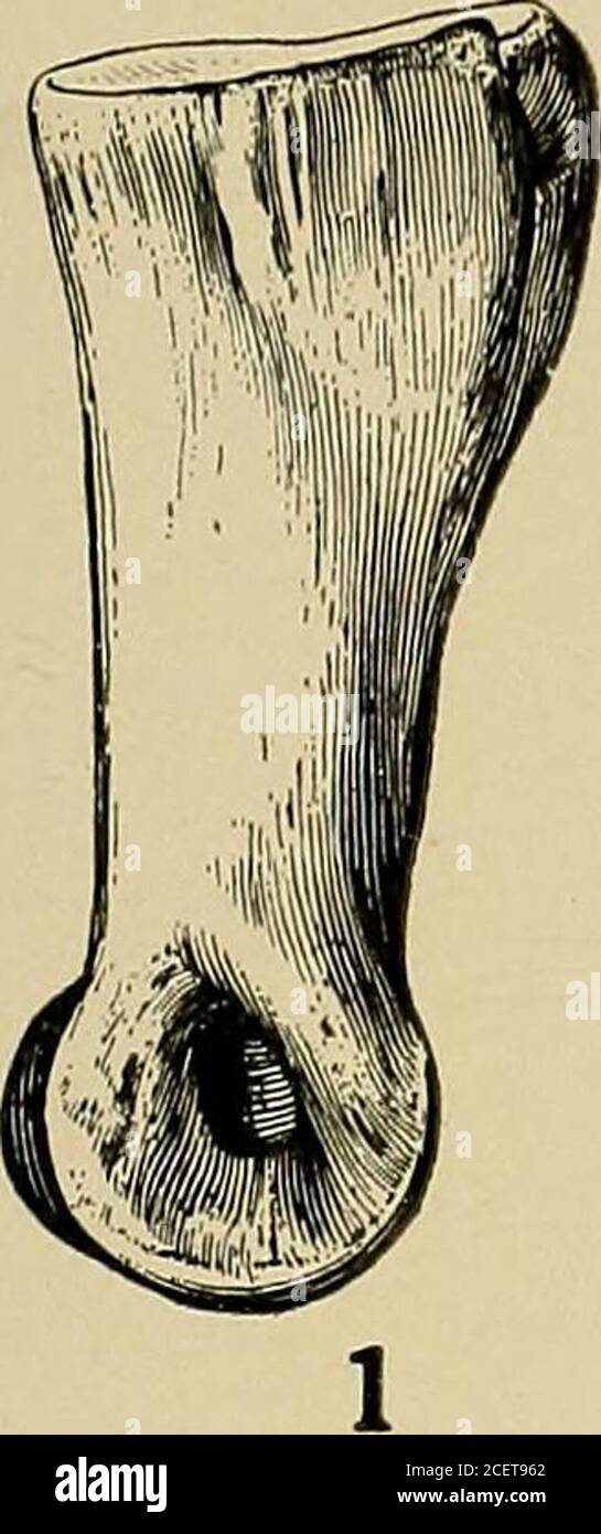 . Indagine geologica del Maryland. DINOSAURIA. PIASTRA XX. PAGINA figg. 1-4. Dkyosaurus grandis Lull 204 1. Vista laterale della falanina prossimale. X %. Vicino a Muirkirk. (5453 U. S. N. M.) 2. Vista frontale dello stesso. 3. Falanx. X %. Vicino a Muirkirk. (2609 G. C.) 4. Vista frontale e laterale della falanina unguale. X %. Vicino a Muirkirk. (U. S. N. M.) Fig. 5, 6. Princonodox crasso Marsh. (Dopo Marsh.) 207 5. Vista esterna, bordo e interna del dente. Dimensioni naturali. Muirkirk. (2135 U. S. N. M.) 6. Vista laterale dorsale e sinistra della vertebra dorsale. X V2- vicino Muir-kirk. (3101 G.C.) Fig. 7. GONIOPHOLIS AFFINIS Lull 210 Vista del bordo del dente. Foto Stock