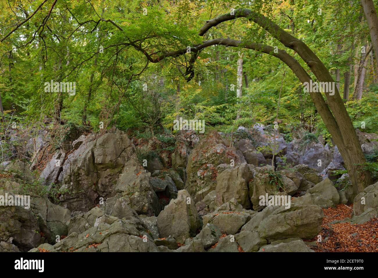 Felsenmeer, famosa Riserva naturale, mare di rocce, rock caos di Hemer, selvaggiamente romantico bosco di faggio in autunno, rientrano, in Germania, in Europa. Foto Stock