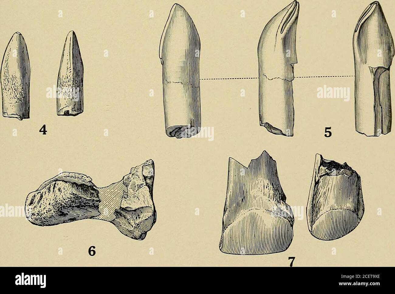 . Indagine geologica del Maryland. DINOSAURIA. PIASTRA XX. PAGINA figg. 1-4. Dkyosaurus grandis Lull 204 1. Vista laterale della falanina prossimale. X %. Vicino a Muirkirk. (5453 U. S. N. M.) 2. Vista frontale dello stesso. 3. Falanx. X %. Vicino a Muirkirk. (2609 G. C.) 4. Vista frontale e laterale della falanina unguale. X %. Vicino a Muirkirk. (U. S. N. M.) Fig. 5, 6. Princonodox crasso Marsh. (Dopo Marsh.) 207 5. Vista esterna, bordo e interna del dente. Dimensioni naturali. Muirkirk. (2135 U. S. N. M.) 6. Vista laterale dorsale e sinistra della vertebra dorsale. X V2- vicino Muir-kirk. (3101 G.C.) Fig. 7. GONIOPHOLIS AFFINIS Lull 210 Vista del bordo del dente. Foto Stock