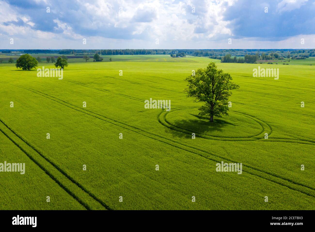 Paesaggio rurale lettone con albero solitario nel mezzo di un campo agricolo verde in una giornata di sole Foto Stock