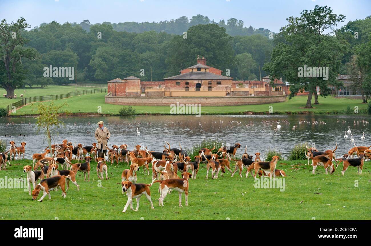 Belvoir, Lincolnshire, Regno Unito - il Belvoir Foxhounds dentro dal Belvoir Hunt Kennels e dal lago Foto Stock