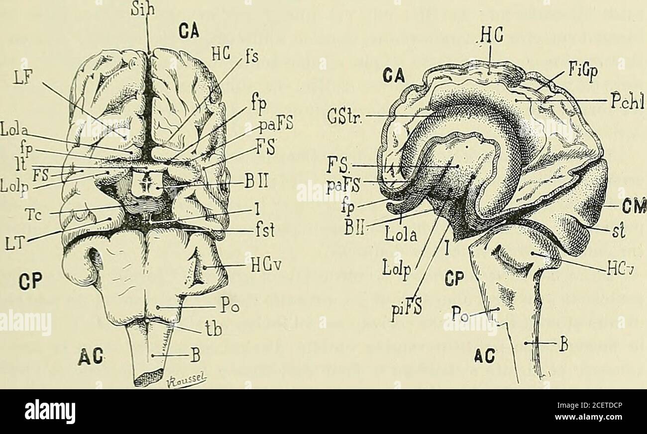 . Anatomie des centers nerveux. Fig. 4!. FIE. 48. Fig. 45, 46,47,48 ...
