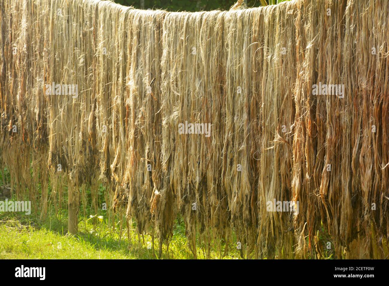 Primo piano di tessuto di iuta, fibre appese per l'asciugatura alla luce solare diretta, messa a fuoco selettiva Foto Stock