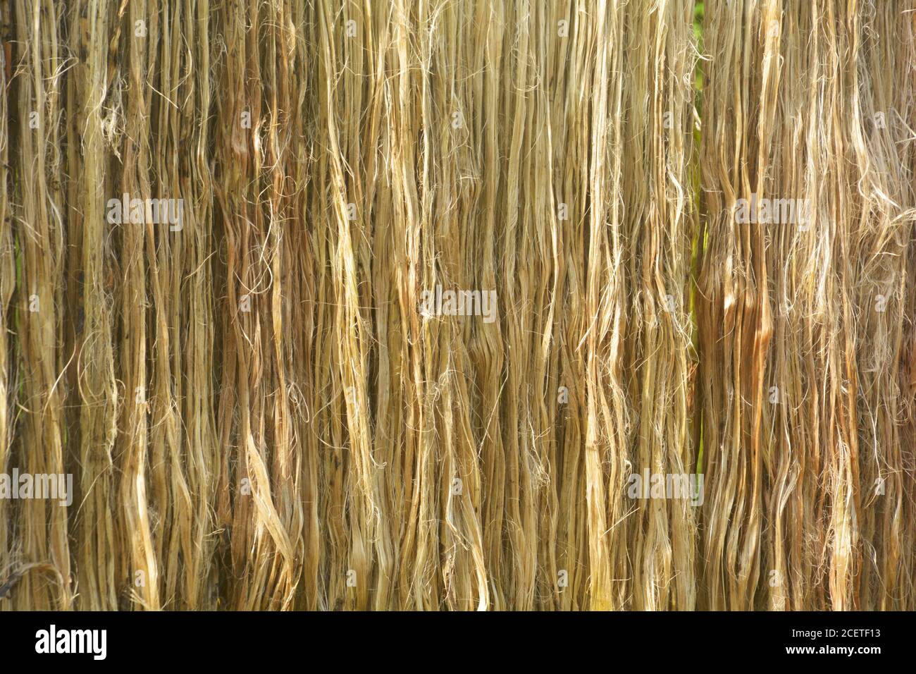 Primo piano di tessuto di iuta, fibre appese per l'asciugatura alla luce solare diretta, messa a fuoco selettiva Foto Stock