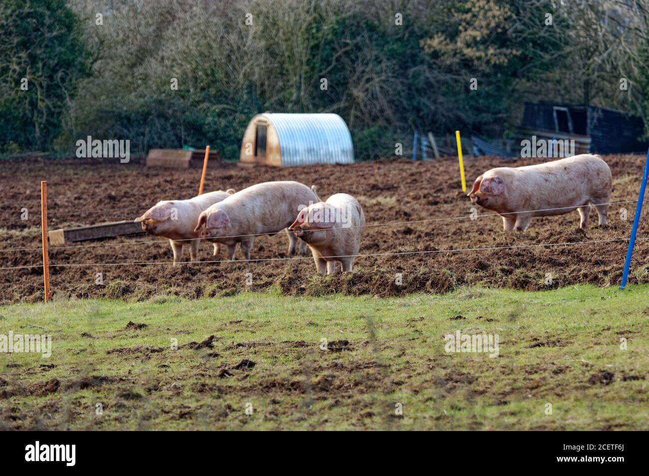 Maiale commerciale. Cinghiale all'interno in un'unità di lettiera profonda. Foto Stock