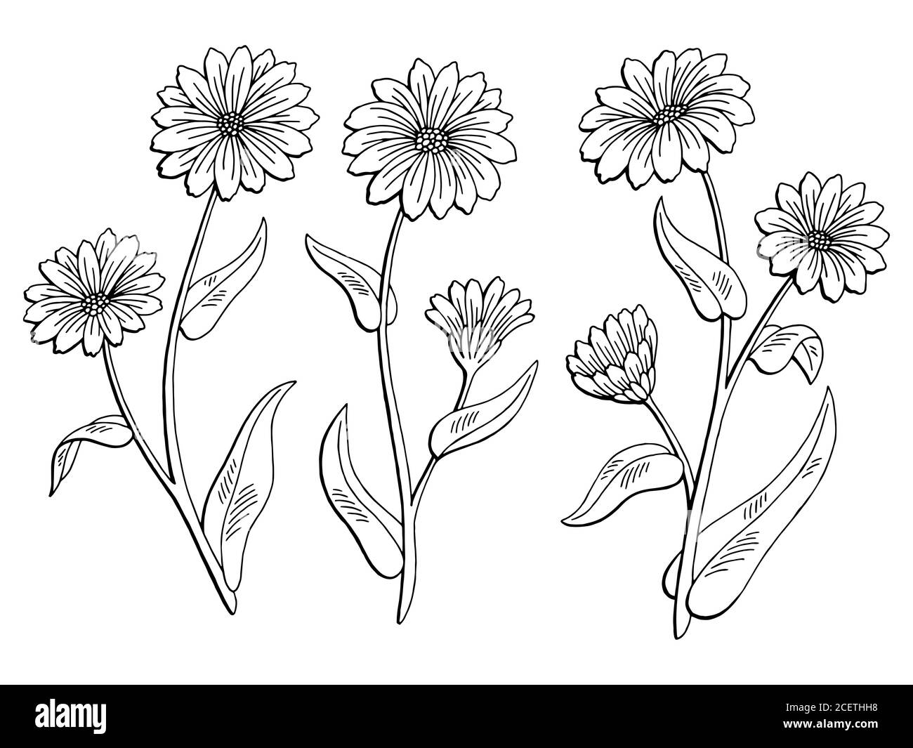 Calendula fiore grafico nero bianco isolato disegno vettore Illustrazione Vettoriale