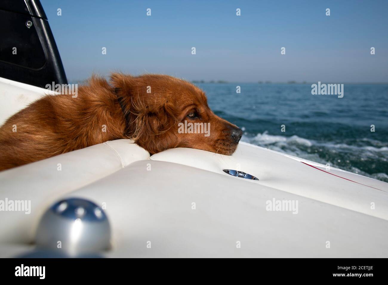 Sonnolento cane di recupero dorato che riposa su una barca. Foto Stock
