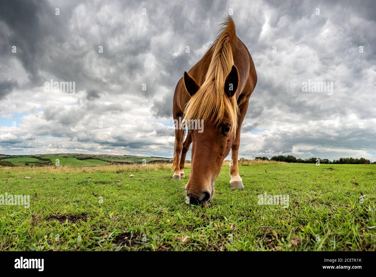 Brighton 1 settembre 2020: Pony sulle Downs Sud Foto Stock