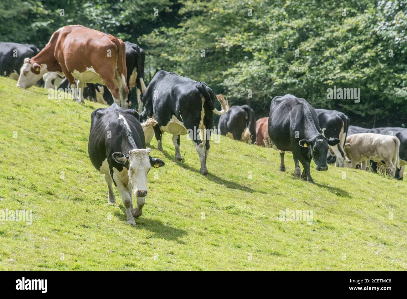 Piccolo gregge di giovani torelli di colori misti, in piedi e guardando inquietante alla macchina fotografica. Per l'industria zootecnica britannica, la carne bovina britannica, l'agricoltura britannica. Foto Stock