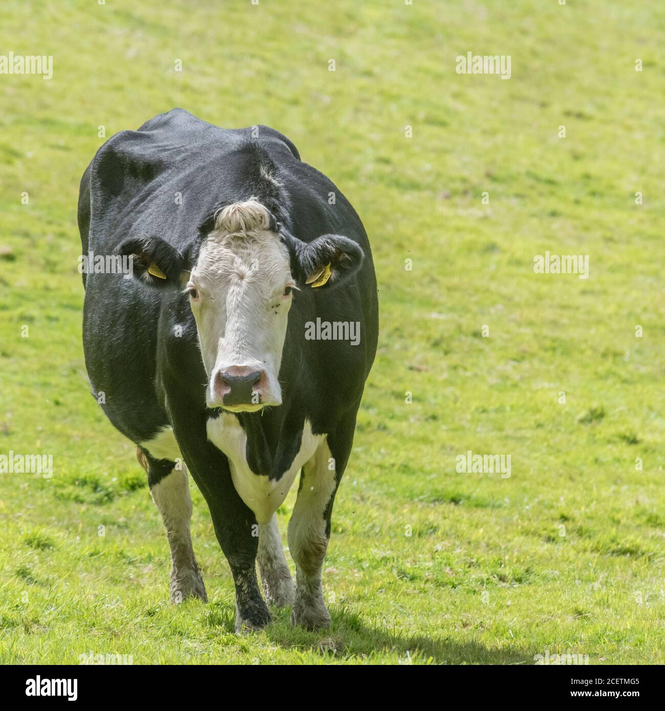 Mucca isolata sul campo guardando la macchina fotografica con curiosità. Per l'industria zootecnica del Regno Unito: Caseificio, carne bovina britannica, agricoltura britannica e agricoltura. Foto Stock