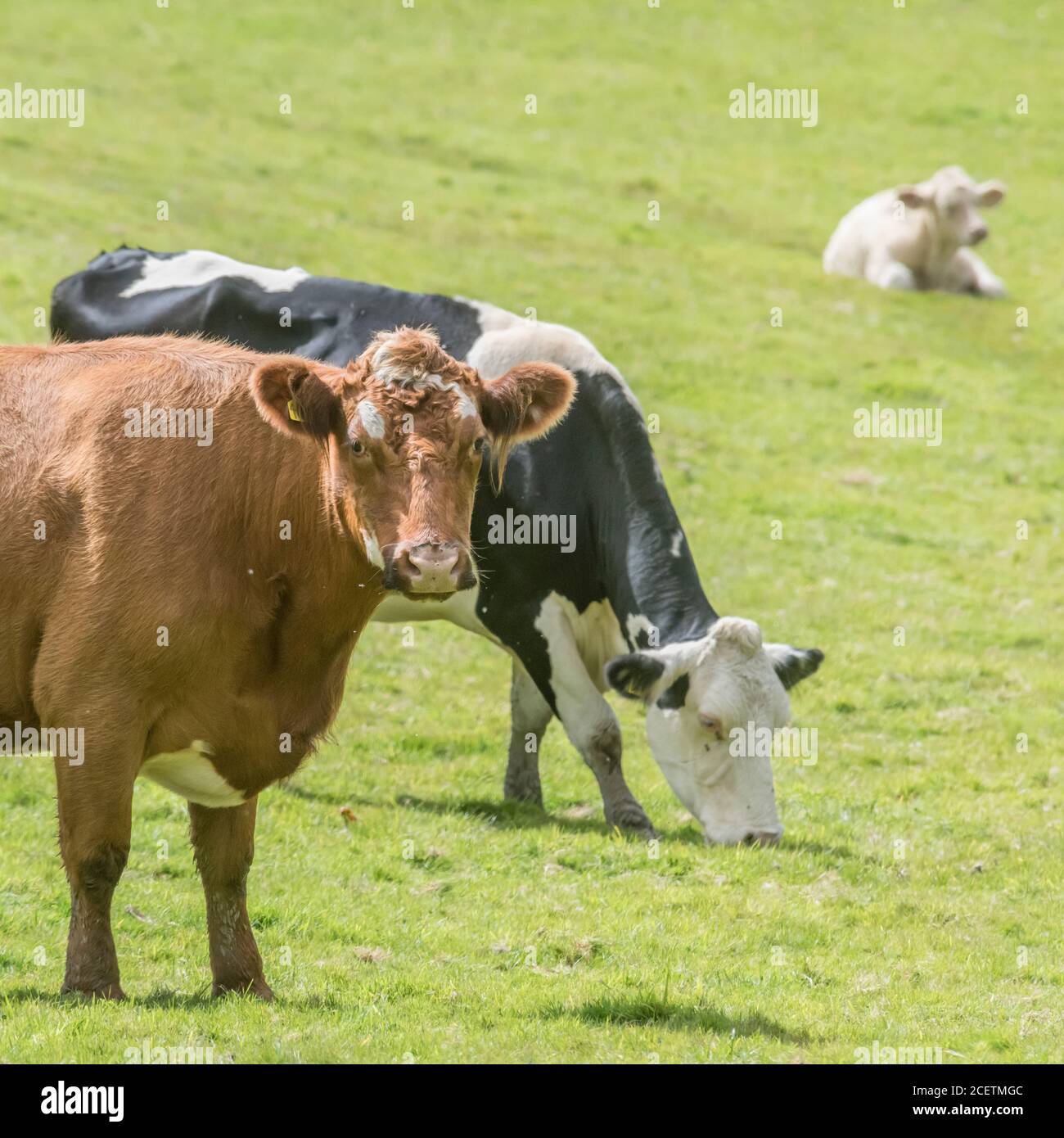 Mucca marrone nel campo guardando la macchina fotografica con curiosità. Per l'industria zootecnica del Regno Unito: Caseificio, carne bovina britannica, agricoltura britannica e agricoltura. Foto Stock