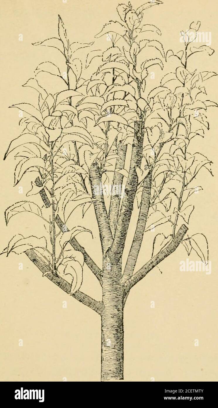 . Il libro di potatura; una monografia della potatura e dell'addestramento delle piante come applicato alle condizioni americane. 189, l'albero di mela in alto-budded. E presto la molla seguente gli arti sono tagliati un quarto di un pollice sopra ogni gemma, come in A. Fig.190 mostra un altro albero in cui molte gemme sono state fissate, tutti di che stanno crescendo. Mostra thatthe stubs progetto oltre le gemme. Non appena gli ALBERI DI CIMA-LAVORATI 265. 190. Albero di mele in cima. Le gemme hanno cominciato a crescere vigorouslj^ questi tests dovrebbero essere tagliati indietro vicino alla base del nuovo ramo, per facilitare la loro guarigione sopra. 266 ALCUNI CONSIGLI SPECIFICI UN albero di pera forte Foto Stock