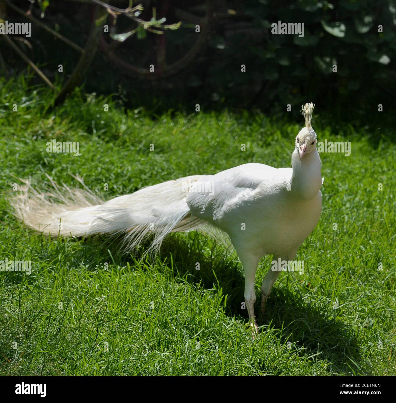 Un pavone albino in un prato. Foto Stock