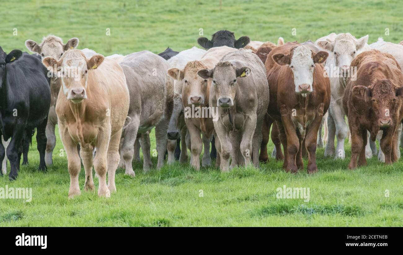 Formato campo 16:9. Piccolo gregge di giovani torelli di colori misti, in piedi e guardando inquietante alla macchina fotografica. Per l'industria zootecnica britannica, la carne bovina britannica. Foto Stock