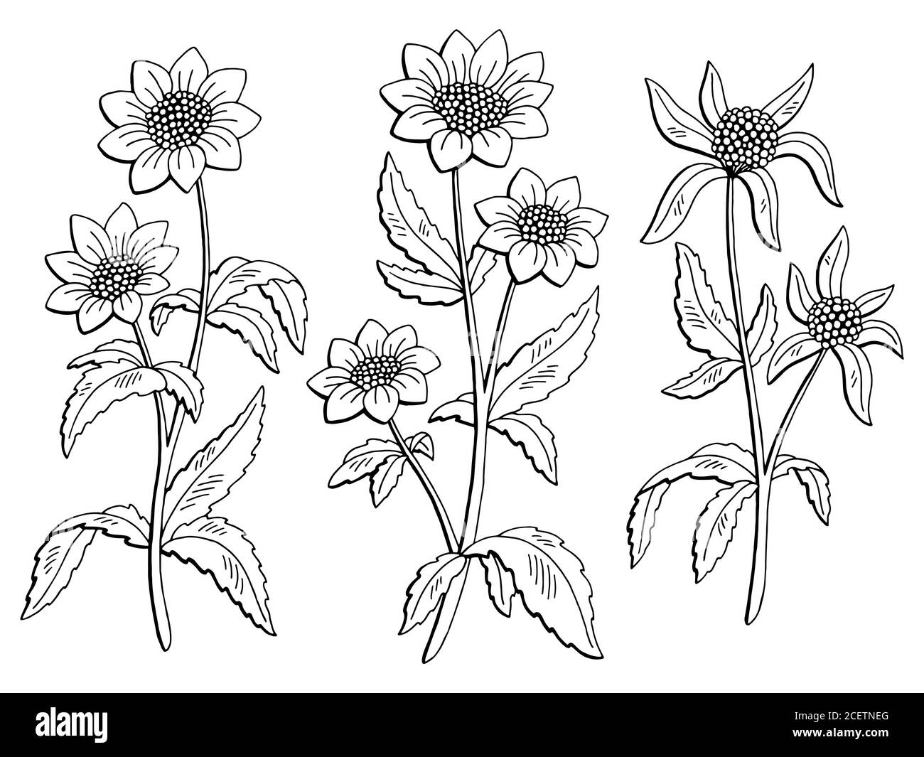 Bidens fiore grafico nero bianco isolato disegno vettore Illustrazione Vettoriale