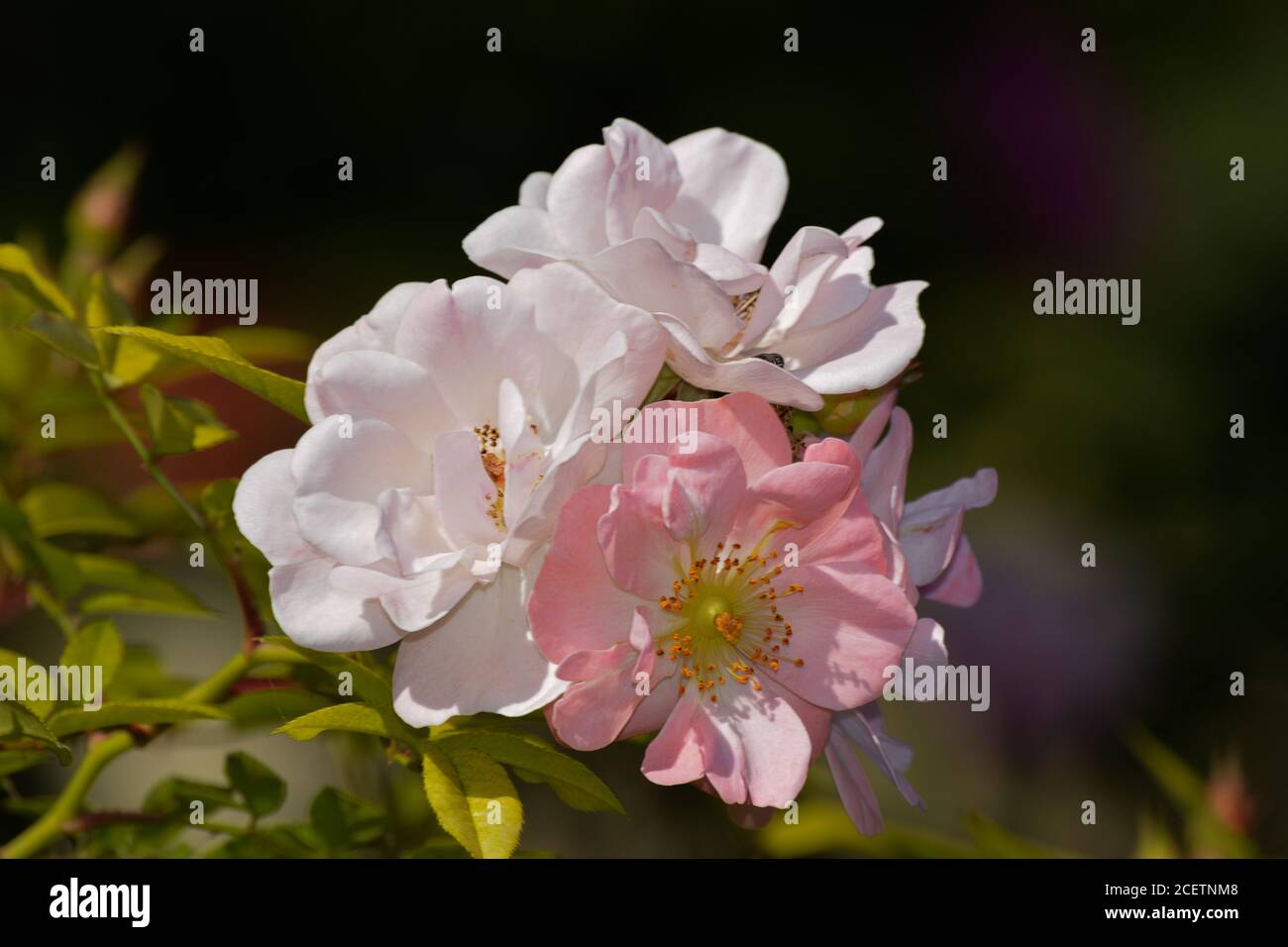 Questa rosa di arrampicata con fiori molto aperti si chiama Open Arms. Foto Stock