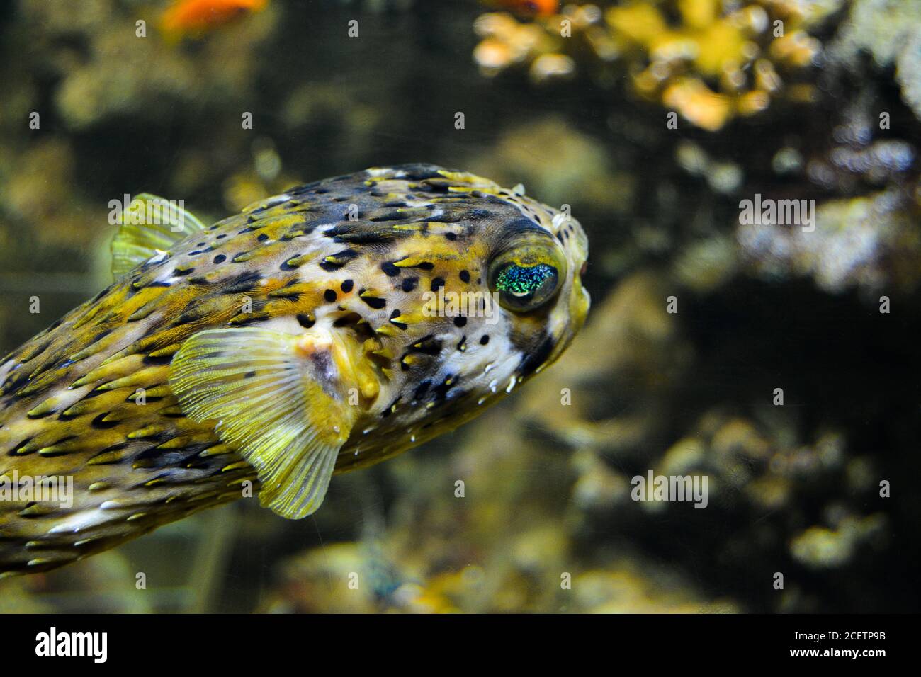 Palloncino prickly - Diodon holocanthus con i suoi occhi sensazionalmente belli colorati. Foto Stock