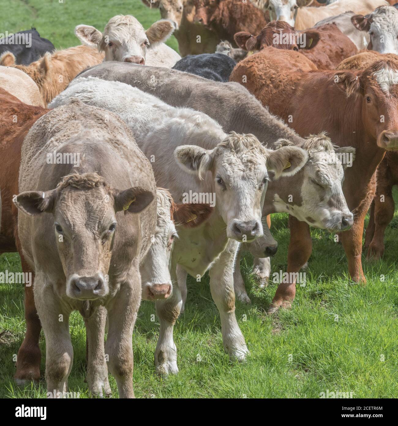 Piccolo gruppo di giovani torelli di colori misti, in piedi e guardando inquietante alla telecamera. Per l'industria zootecnica britannica, la carne bovina britannica, l'agricoltura britannica. Foto Stock