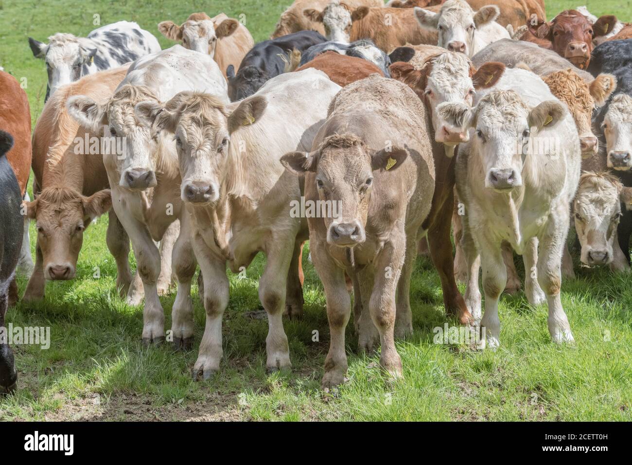Piccolo gruppo di giovani torelli di colori misti, in piedi e guardando inquietante alla telecamera. Per l'industria zootecnica britannica, la carne bovina britannica, l'agricoltura britannica. Foto Stock