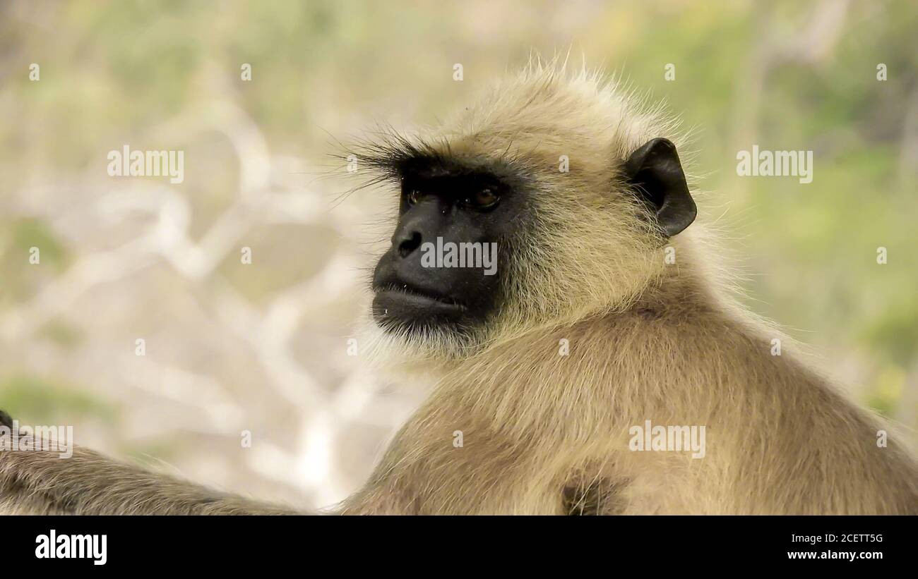 Una scimmia affamata alla ricerca di cibo in un parco nazionale In India Foto Stock