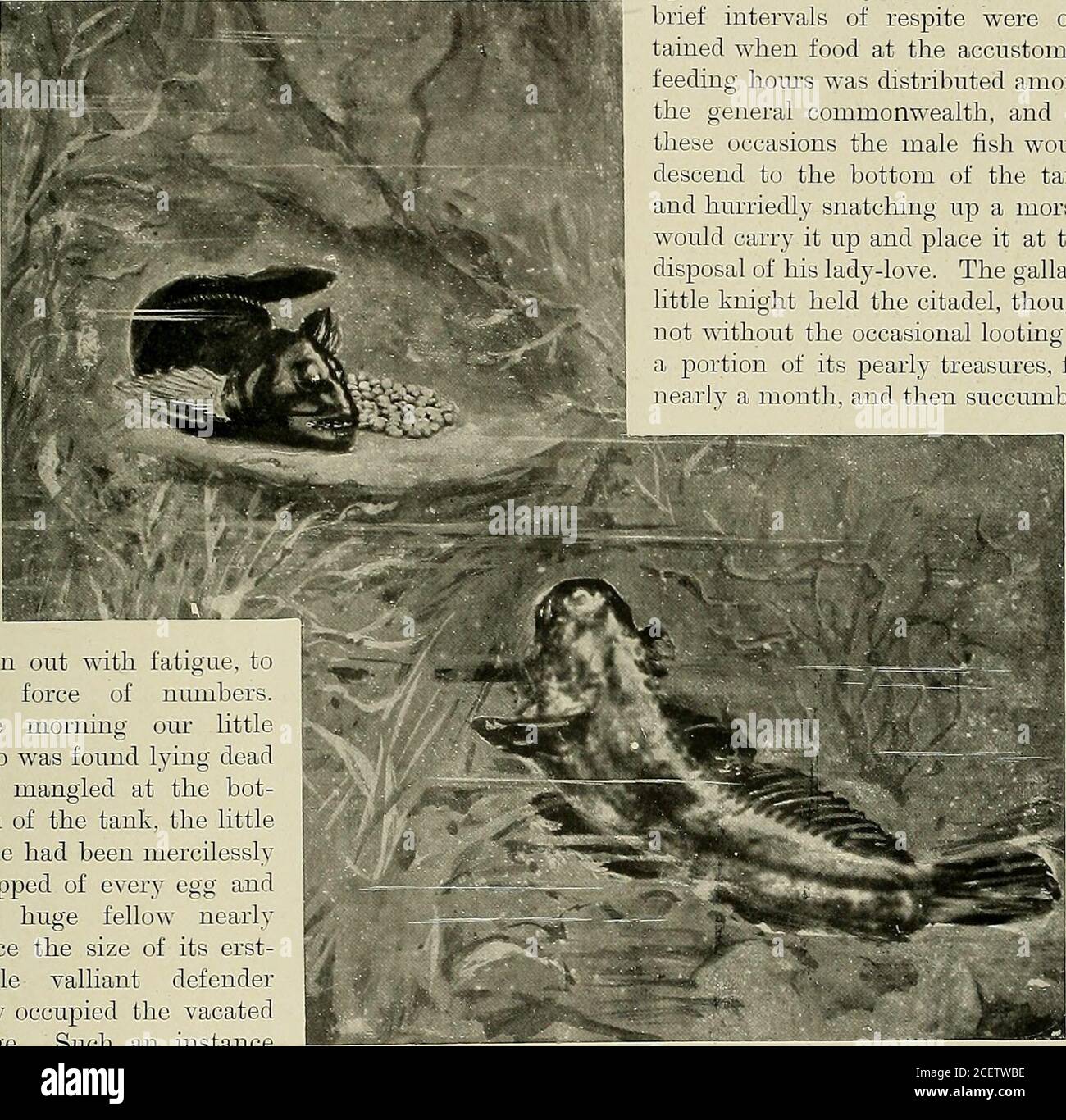 . Animal Life and the World of Nature; una rivista di Storia Naturale. t bythe insolito commotion in questo punto particolare, Uno degli esempi essendo in uno stato di vita animale 21 altamente eccitato e attaccando vigorosamente e guidando via v?itli uno eccezioneogni altro pesce che si è avvicinato o ha tentato di stabilire una base (o morecorrectly finhold) sulla piattaforma rocciosa. Le uova di Blennies, specialmente in camicia o mescolate da un ntirsery dei compagni, erano evidentemente un bouche di hoii irresistibile, e quindi giorno dopo giorno un assedio costante con assalti quasi incessanti sono stati fatti combattere contro il fortre roccioso Foto Stock