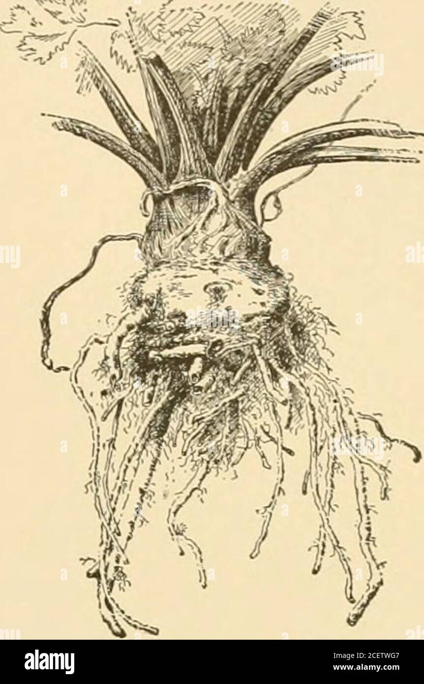 . Ciclopedia dell'orticoltura americana : comprendente suggerimenti per la coltivazione di piante orticole, descrizioni delle specie di frutta, verdura, fiori e piante ornamentali vendute negli Stati Uniti e in Canada, insieme a schizzi geografici e biografici. Paniculatus, Willd. (C. dephimideiis.Wun.). Brancheswith lenticelle bianche, pendulous: lvs. Ovate-oblungo orobovato: fls. In pentole terminali pendulous. Himalaya.Not hardy N. C. nutans, Hort. Ragioniere, non rosbg.=quisqualis indica.-C. Orixa, Sieb. & Zucc.=Oi-ixa Japoniea. Alfred Rehder. CELEKIAC {Apium gravioUns, Linn., var Foto Stock